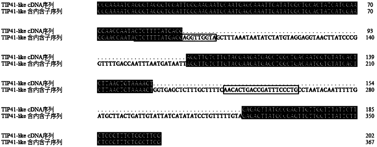 Method for fast detecting genome DNA residues in total RNA sample