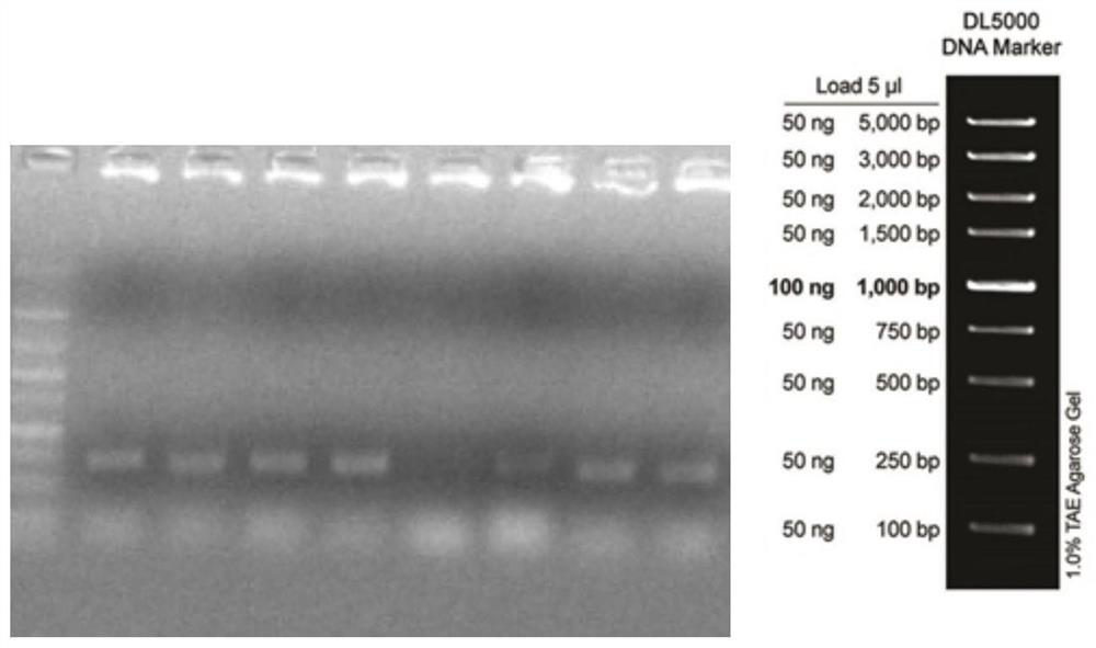 EpCAM-CD16-NKG2D trispecific antibody and application thereof