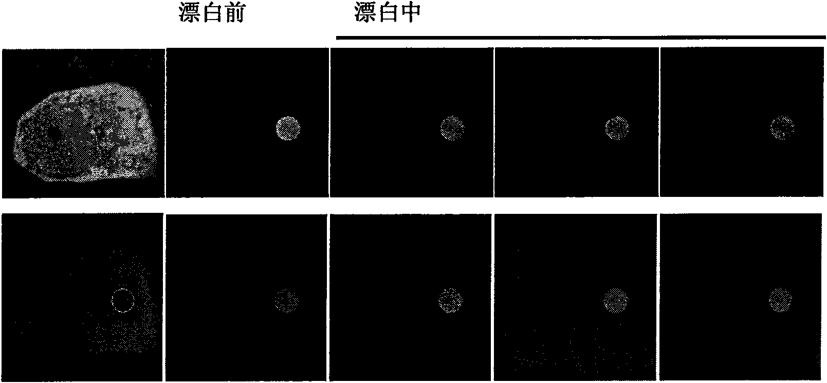 Photobleaching-based method for quantitatively measuring fluorescence resonance energy efficiency