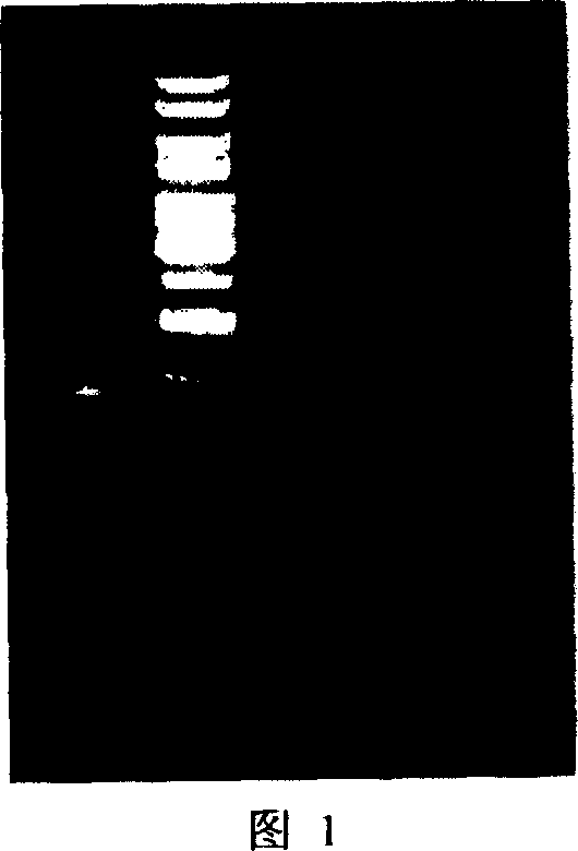 Improvement of Astragaloside content by endogenous gene overexpression technology