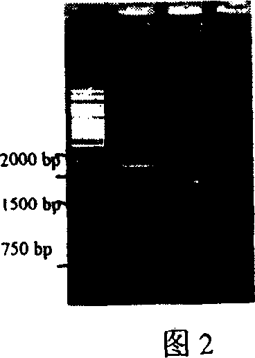 Improvement of Astragaloside content by endogenous gene overexpression technology