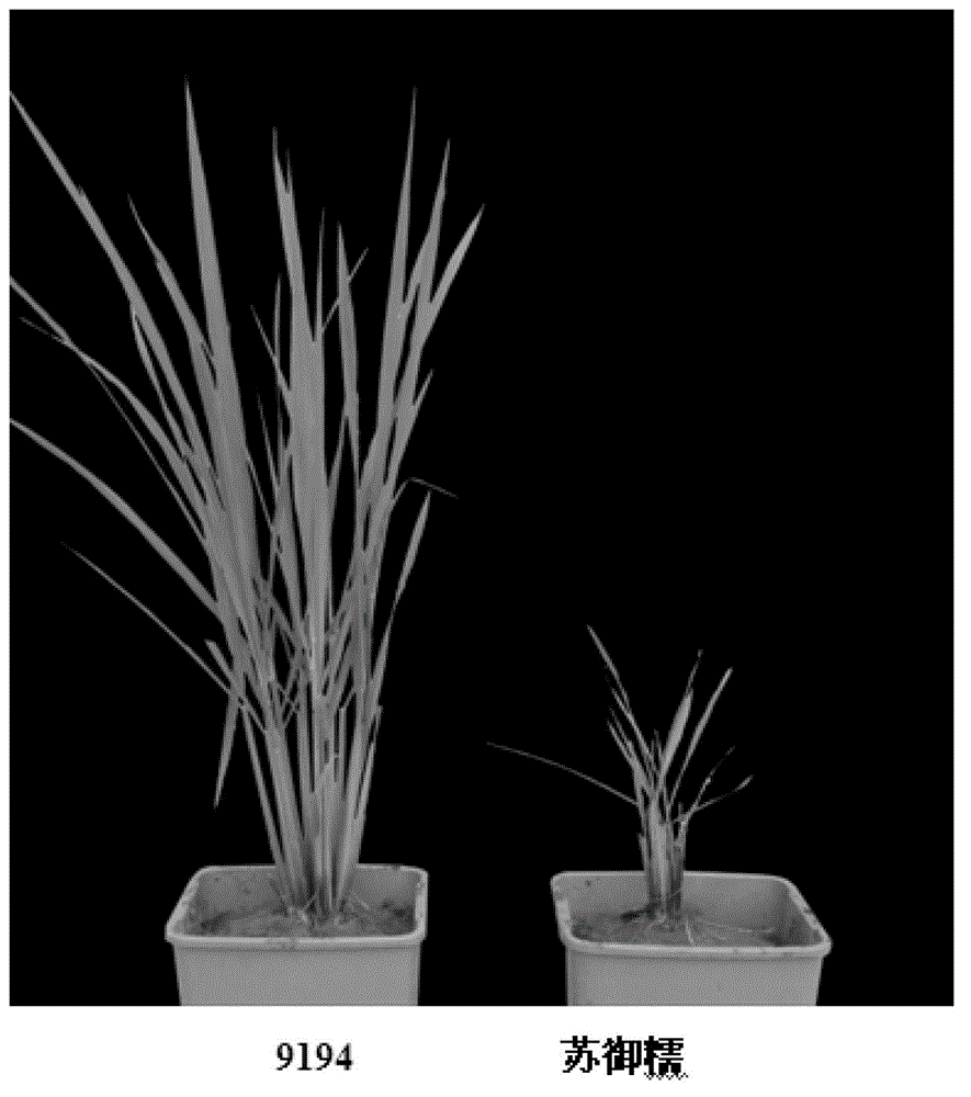 Rice variety 9194 black streaked dwarf restricting locus and molecular marking method thereof