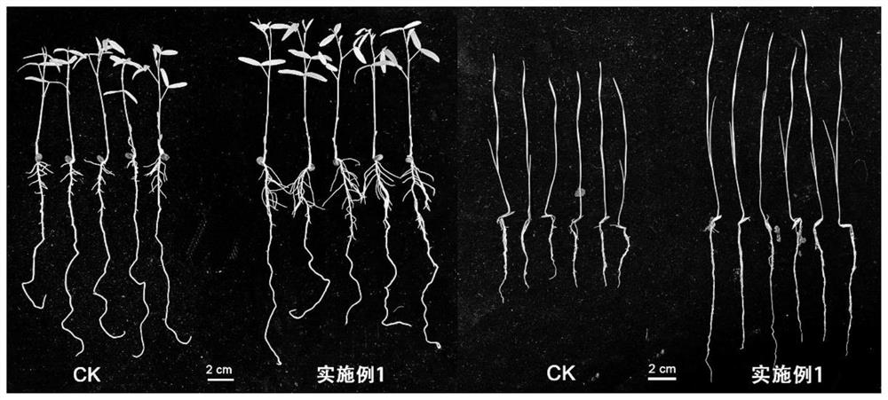 Seed coating agent, coated seed and preparation method and application thereof