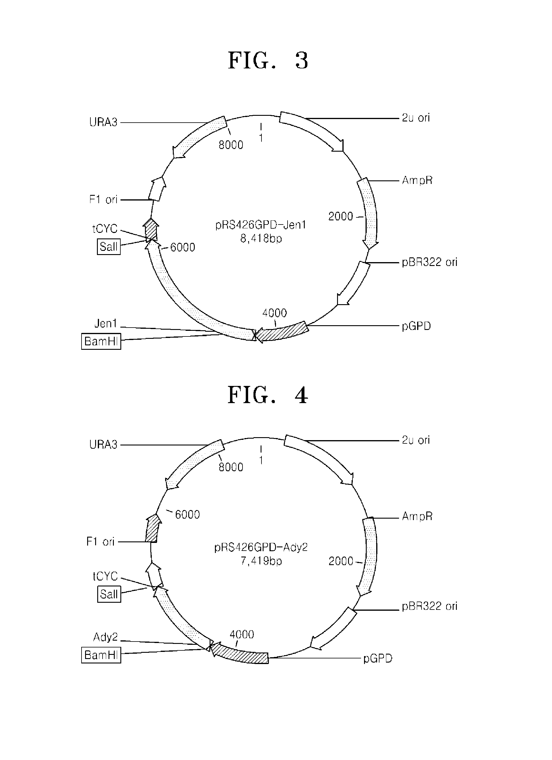 Microorganism over-expressing lactic acid transporter gene and having inhibitory pathway of lactic acid degradation, and method of producing lactic acid using the microorganism