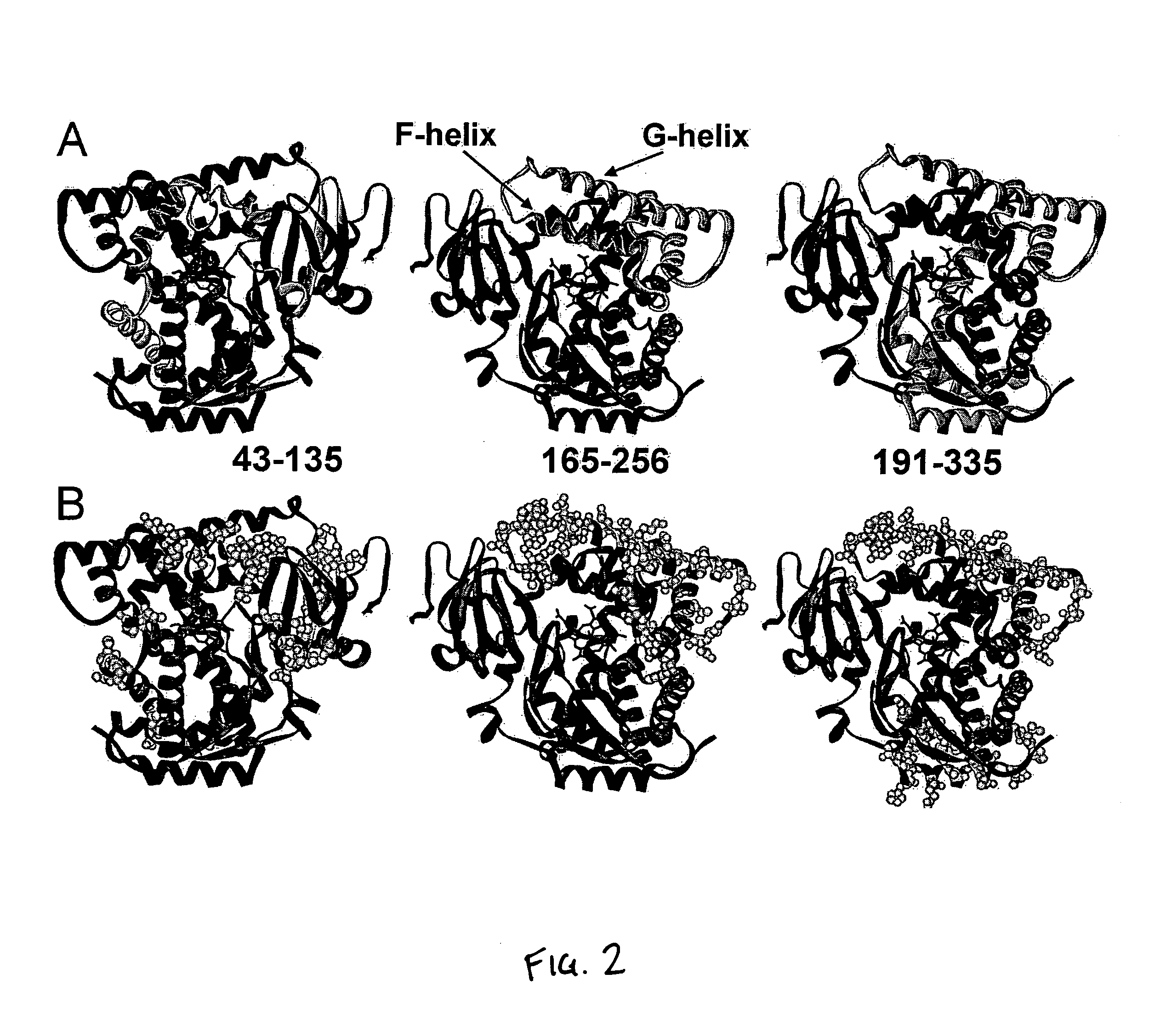 Libraries of optimized cytochrome P450 enzymes and the optimized P450 enzymes