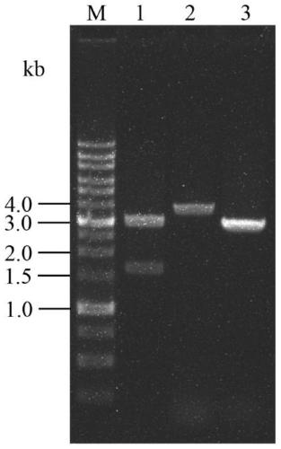 Multifunctional dual luciferase reporter gene vector based on human TLR4 gene, construction method and application thereof