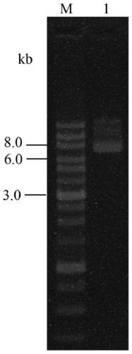 Multifunctional dual luciferase reporter gene vector based on human TLR4 gene, construction method and application thereof