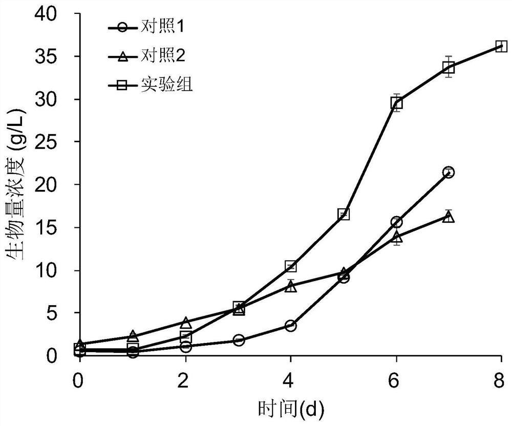 Method for efficiently producing water-soluble beta-1, 3-glucan through chrysophyceae fermentation