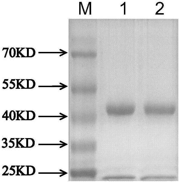 Anti-H7N9 subtype avian influenza virus monoclonal antibody epitope as well as screening method and application thereof