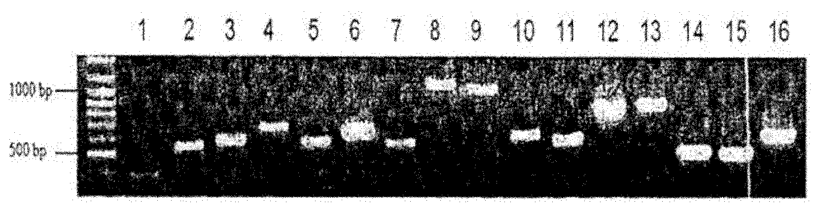 Compositions and methods for identifying response targets and treating flavivirus infection responses