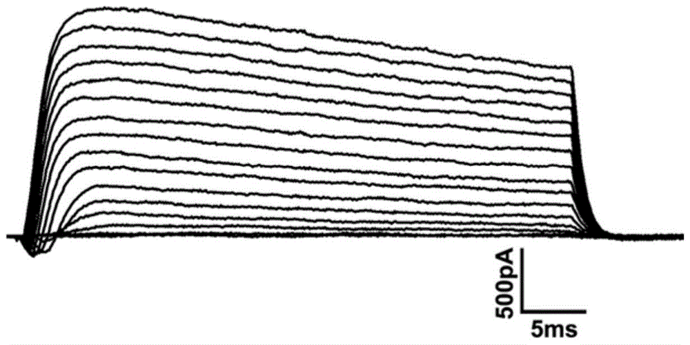 Application of Adrenergic Receptor Antagonist in the Preparation of Drugs for Alleviating Increased Sodium Current Caused by Brain Injury