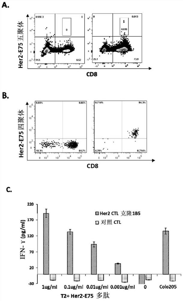 Isolated T-cell receptor, cells modified therefor, encoding nucleic acid, expression vector, preparation method, pharmaceutical composition and application