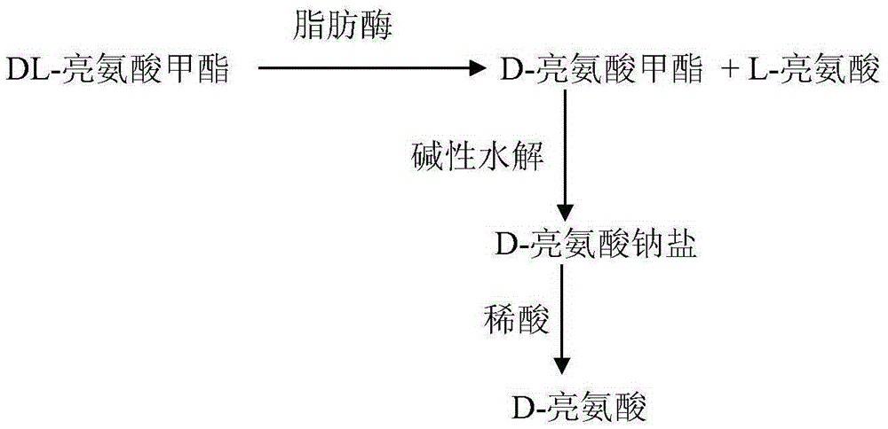 A method for splitting racemic leucine