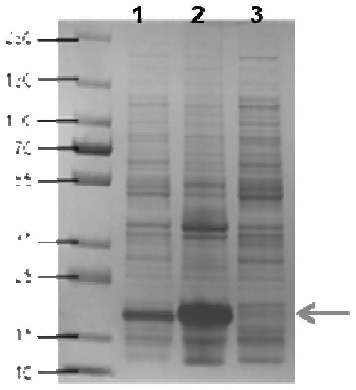 Gene module for efficiently degrading feathers and synthesizing artificial hemoprotein and application