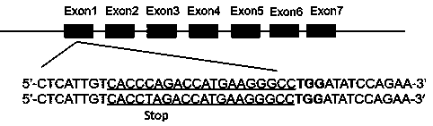 Method for preparing cows with precise BLG-gene knockout by using third-generation base editor