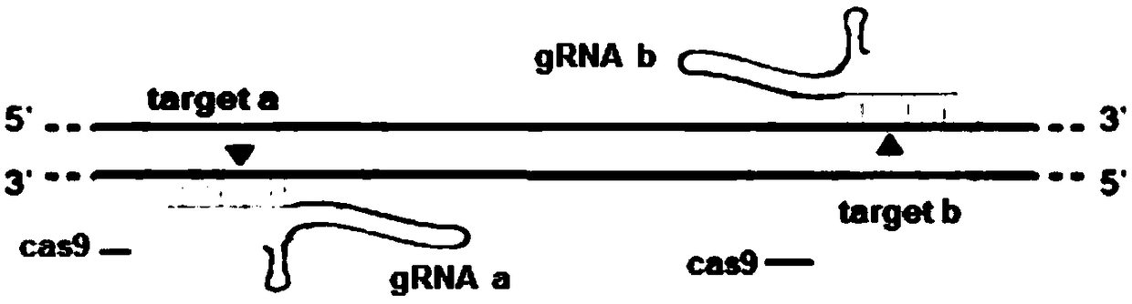 A method for gene knockout and breeding of stat1a gene-deficient zebrafish