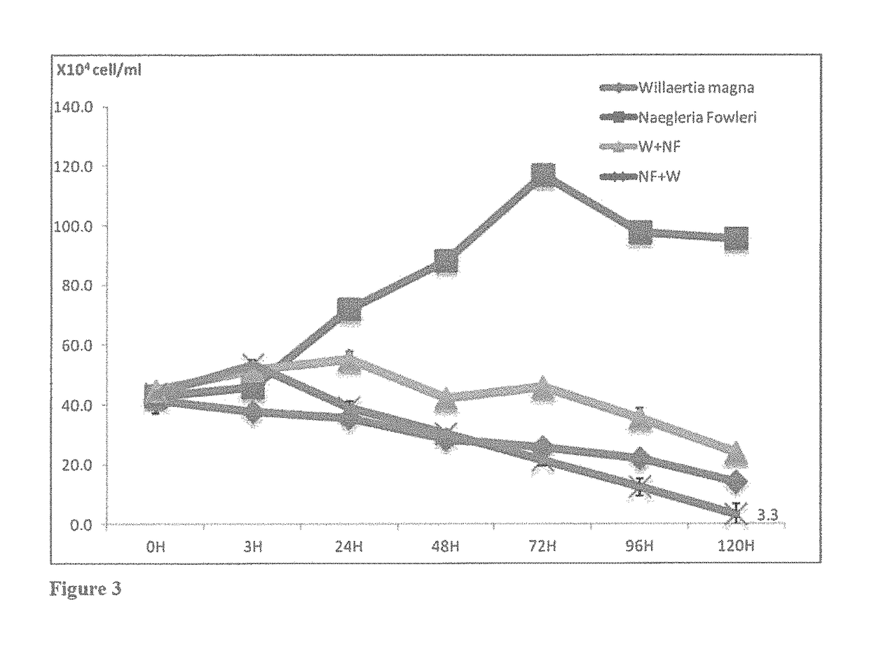 Method for biologically combating <i>Naegleria fowleri</i>, and disinfecting agent containing protozoa of the species <i>Willaertia magna </i>