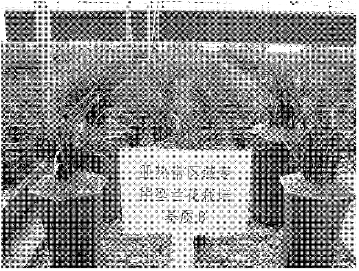 Special orchid culture media for subtropical regions and preparation method thereof