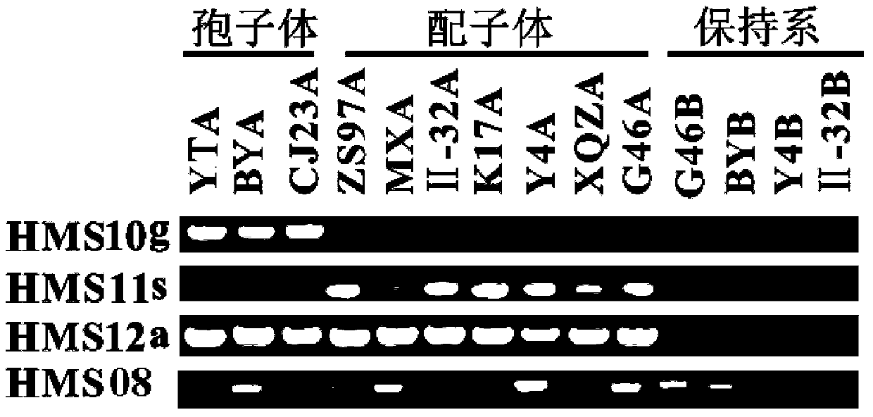 Method as well as molecular marker and primer for identifying rice male sterility type and three-line hybrid rice type