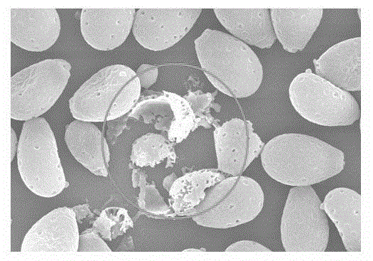 Ganoderma lucidum spore purification method