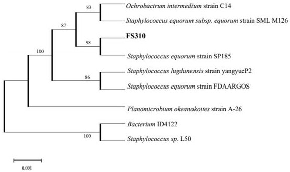 Staphylococcus equi FS310 and application thereof