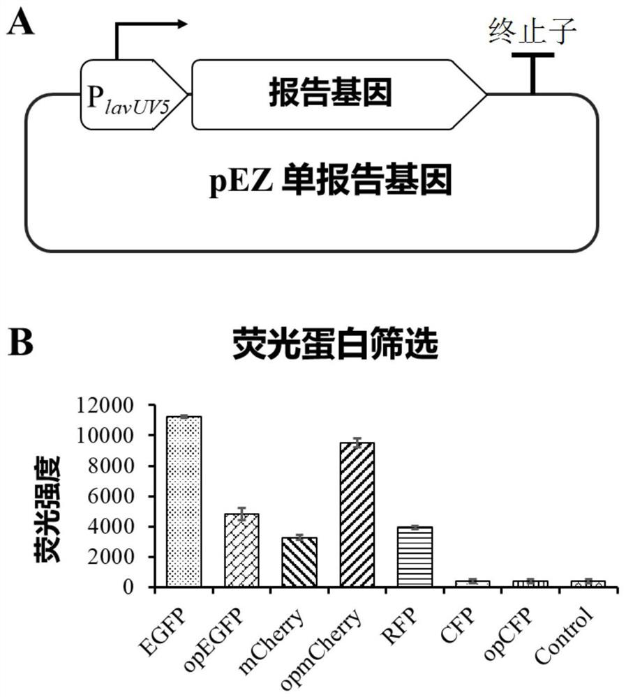 A method for identifying biological elements based on a dual fluorescent reporter gene system