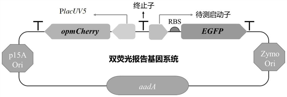 A method for identifying biological elements based on a dual fluorescent reporter gene system