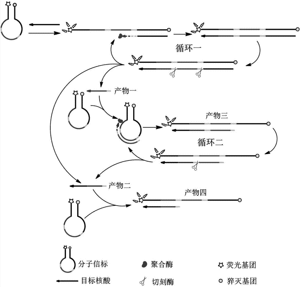 Multi-enzyme cleavage site mediated nucleic acid isothermal amplification detecting method