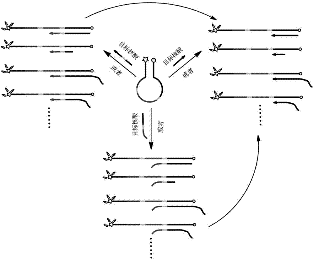 Multi-enzyme cleavage site mediated nucleic acid isothermal amplification detecting method