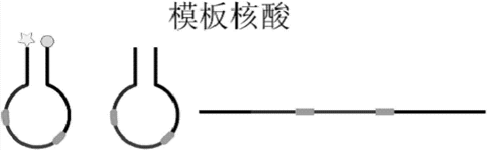 Multi-enzyme cleavage site mediated nucleic acid isothermal amplification detecting method