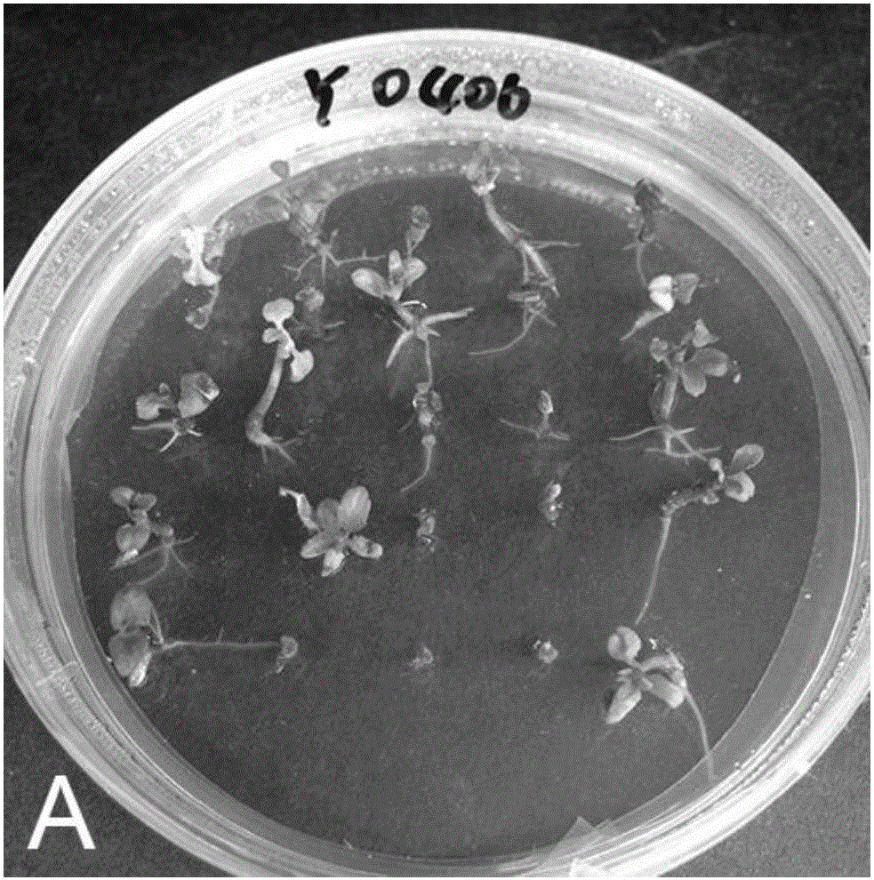 Method for separating homozygotes from ploidy chimera plant