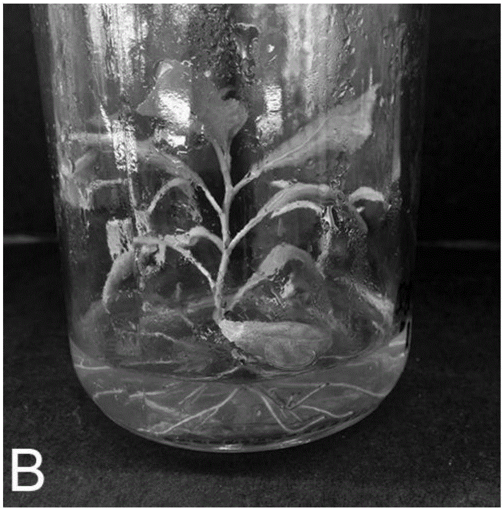 Method for separating homozygotes from ploidy chimera plant