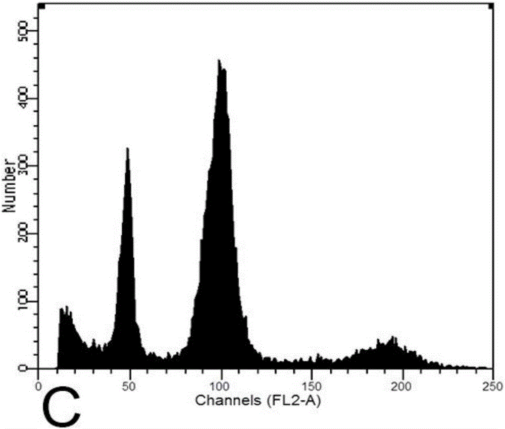 Method for separating homozygotes from ploidy chimera plant