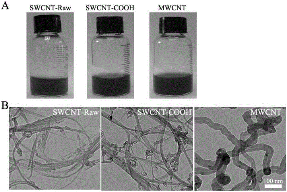 Application of carbon nanomaterial SWCNT and derivative thereof in inhibition of tumor stem cells and preparation of drugs for treating tumors