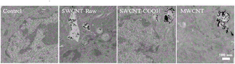 Application of carbon nanomaterial SWCNT and derivative thereof in inhibition of tumor stem cells and preparation of drugs for treating tumors