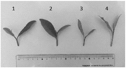 Method for identifying drought tolerance of tea tree