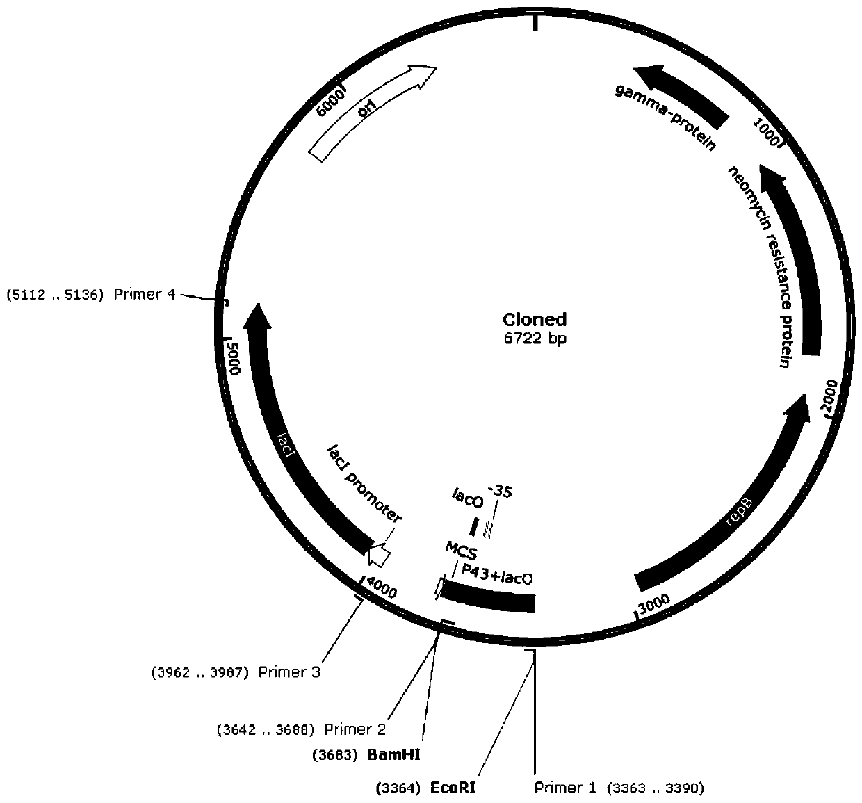 Recombinant plasmid and preparation method thereof, and preparation method and applications of cell prepared by using recombinant plasmid and capable of expressing high temperature-resistant alpha-amylase