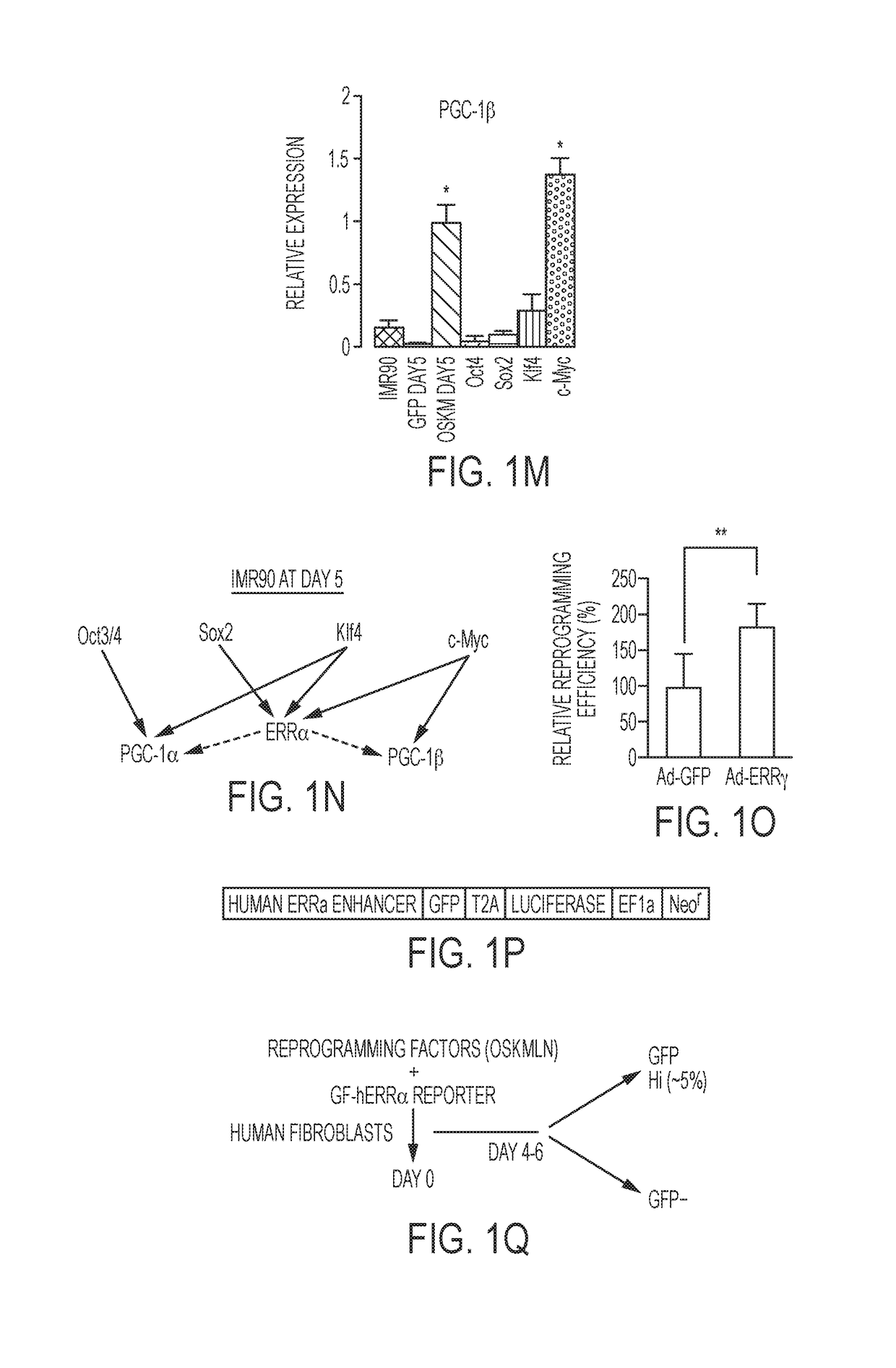 Reprogramming progenitor compositions and methods of use therefore