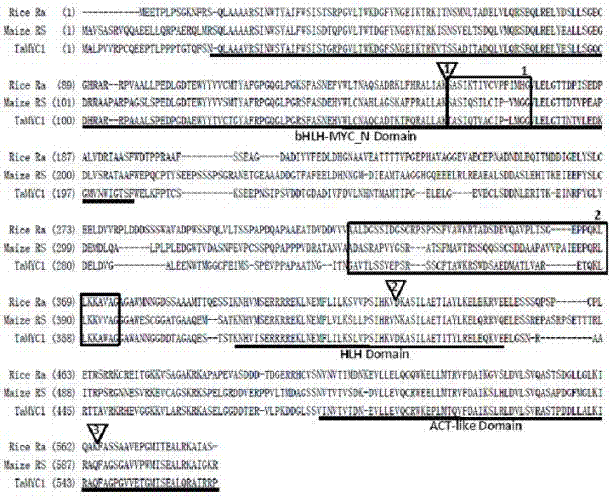 Major gene TaMYC1 for controlling the character of purple seed coat in common wheat and application of the gene