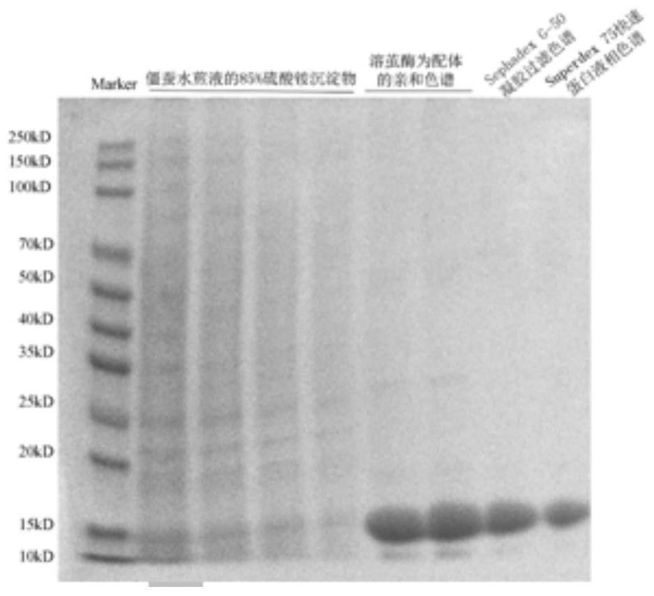 A kind of anti-tumor Bombyx mori cocoon-lysing enzyme inhibitor and its purification method and application