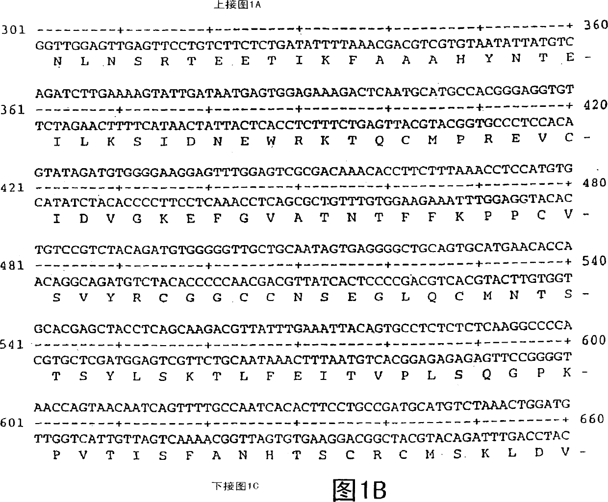 Vascular endothelial growth factor 2