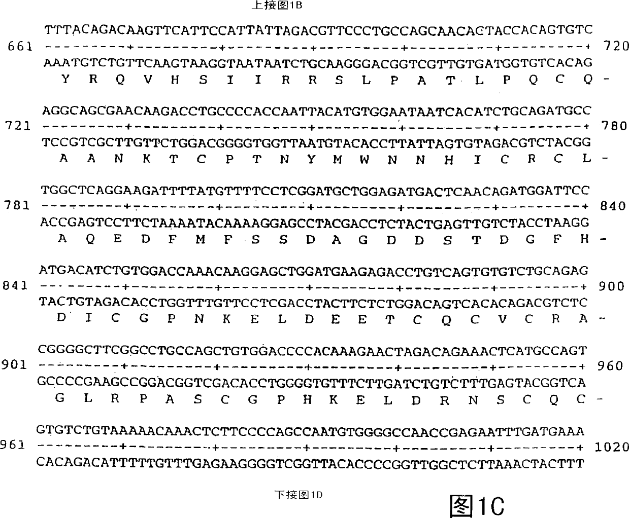 Vascular endothelial growth factor 2