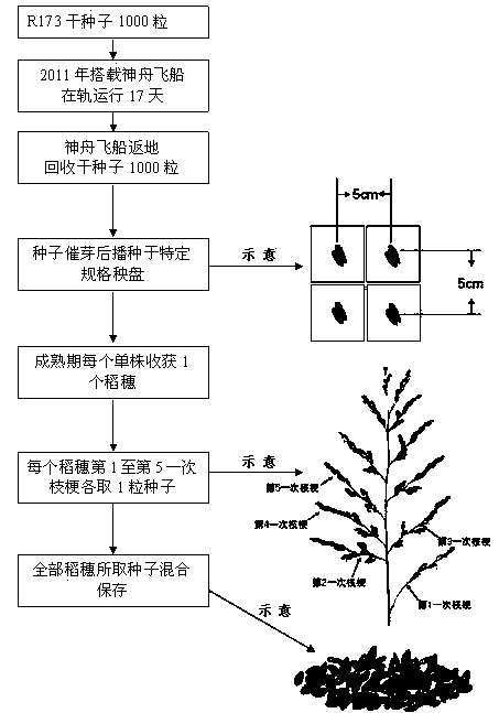 Rice space mutagenesis progeny planting and ingathering method