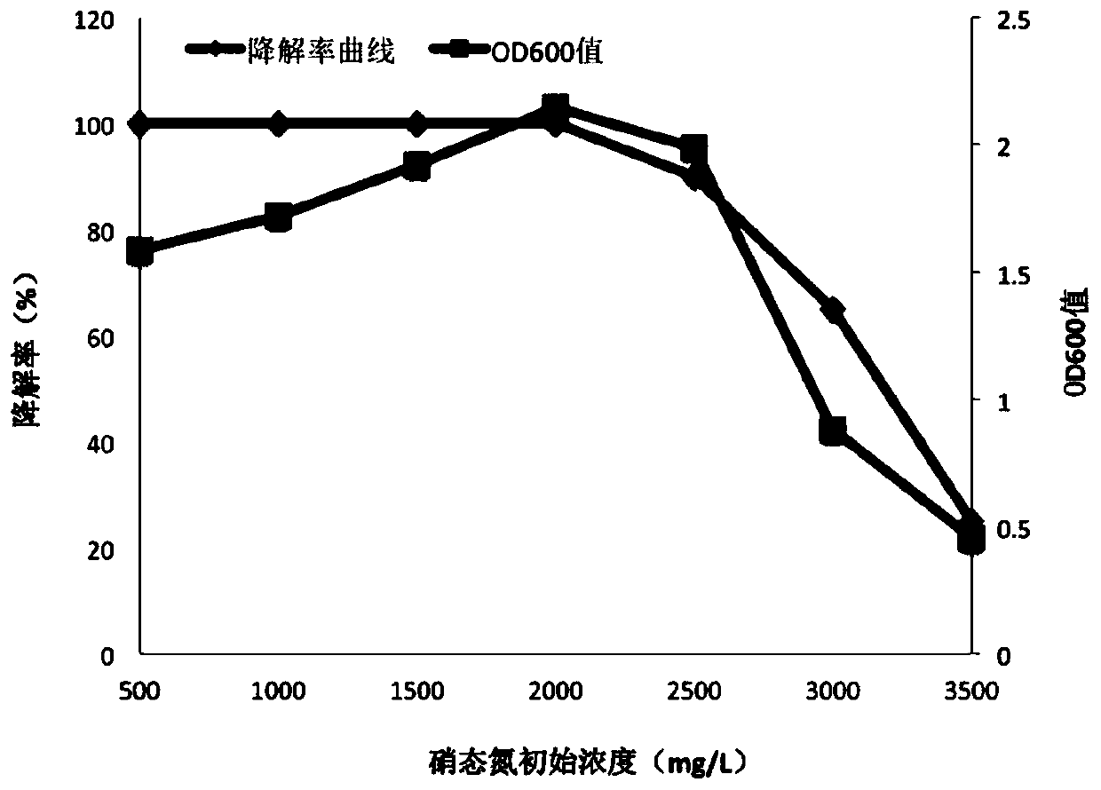 Denitrification strain and application thereof