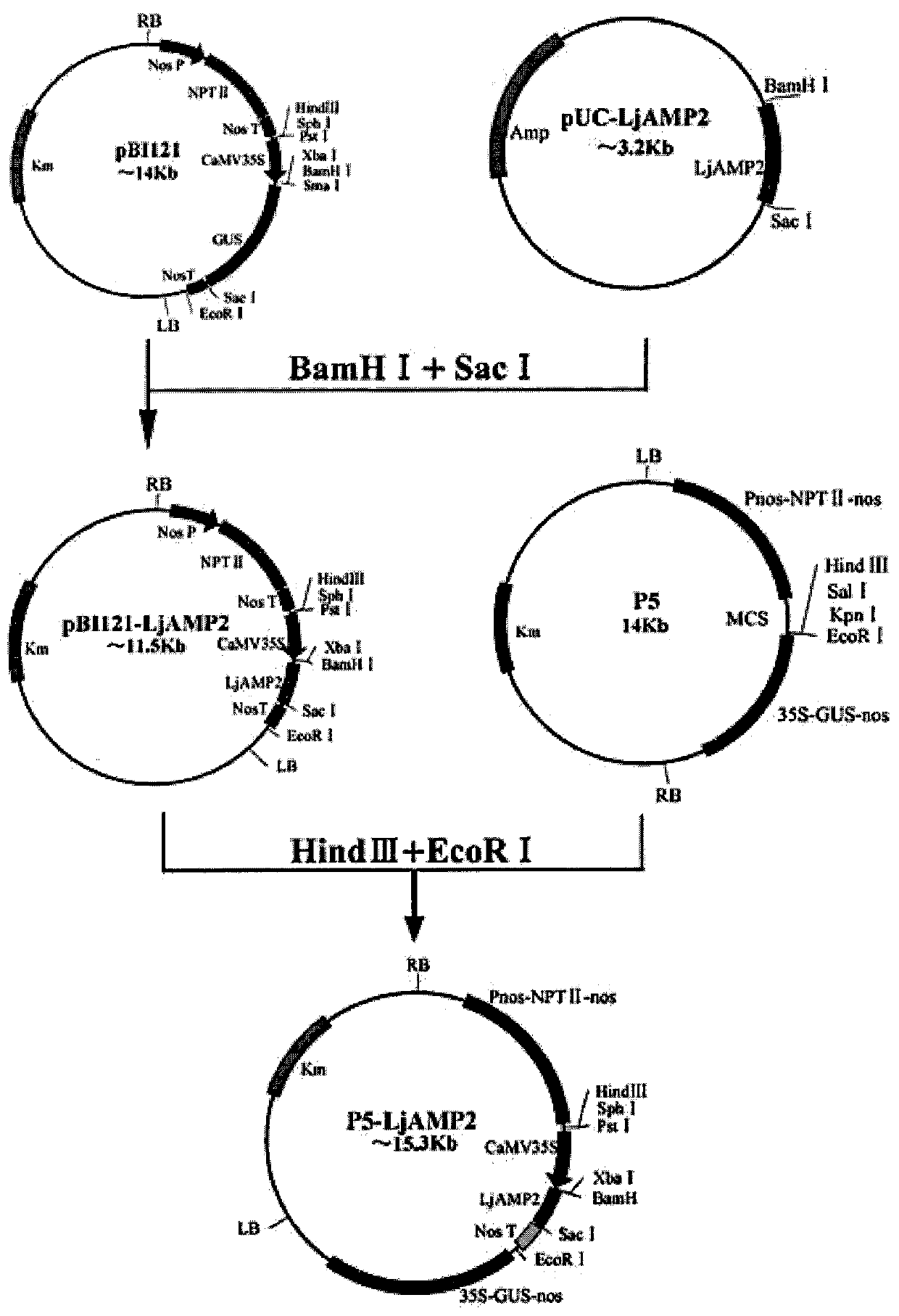 Method for cultivating verticillium wilt-resistant cotton by utilizing gene synergism, and application thereof