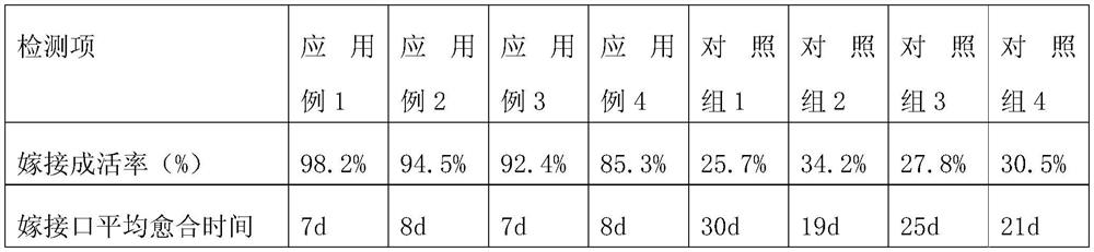 A kind of extraction method of bradyrhizobium extract and its application on mango grafting