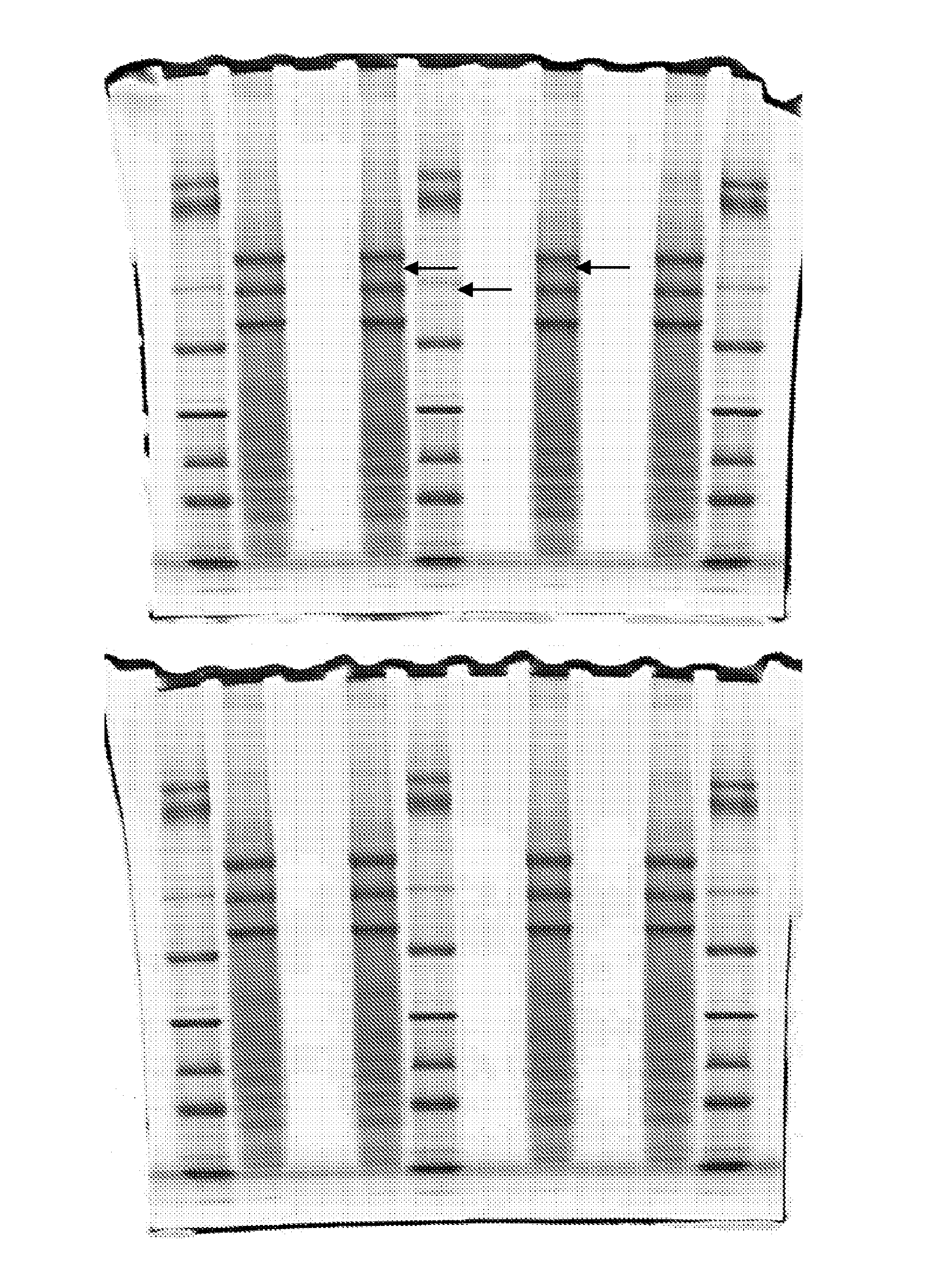Compositions and methods for improving resolution of biomolecules separated on polyacrylamide gels