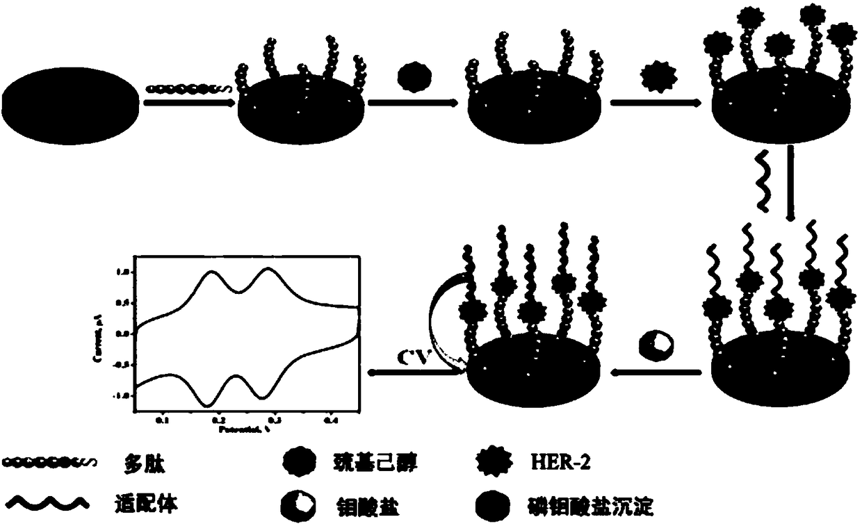 A kind of detection method of human epidermal growth factor receptor-2 concentration