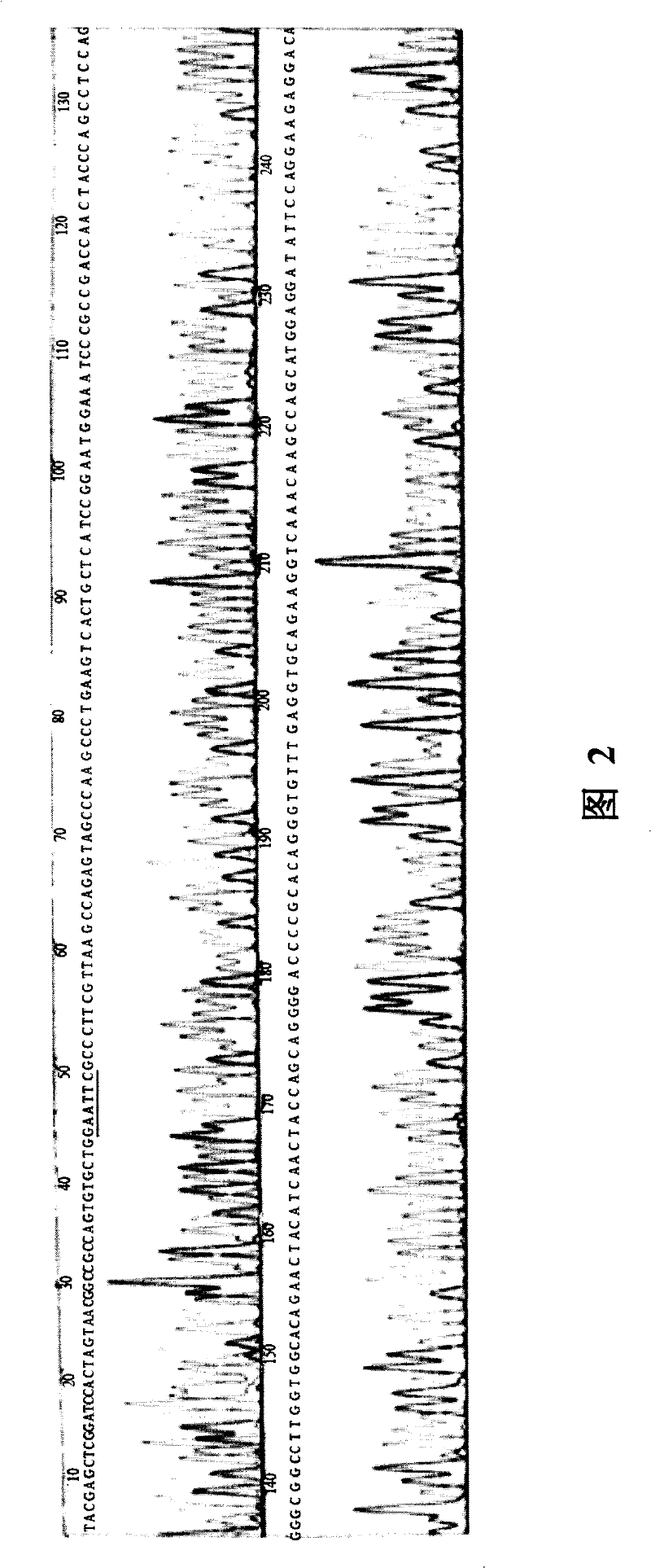 Monoclonal antibody against human carboxypeptidase a inhibitor latexin and its application