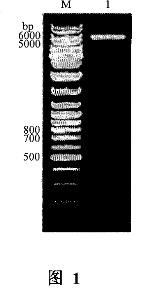 Monoclonal antibody against human carboxypeptidase a inhibitor latexin and its application